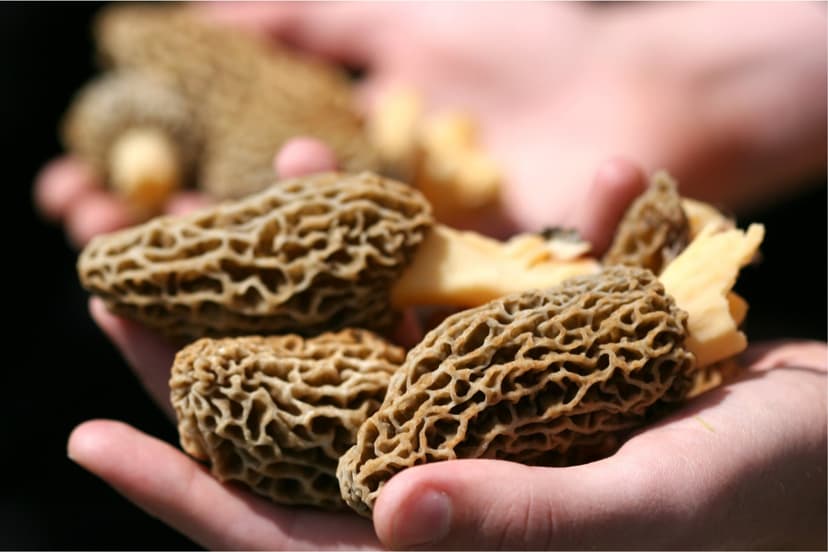 Morille Moyenne (sans tige) 100 g